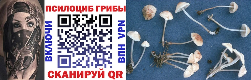 Псилоцибиновые грибы Psilocybine cubensis  купить  цена  Малаховка 